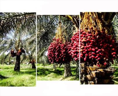 شیرینی خرمای استان در کام دلالان / سیستان و بلوچستان محروم از صنعت فرآوری خرما