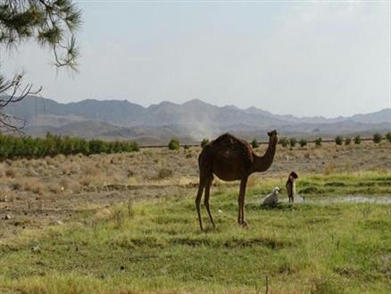 روستا
سیستان و بلوچستان
خاش