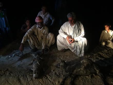 حضورمیهمانی ناخوانده در روستای کُزور دَپ/حمله گاندو به سه راس دام در بلوچستان+تصاویر