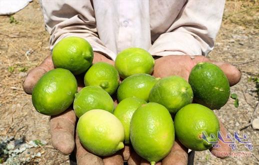 گزارش تصویری/آغاز برداشت لیموترش از باغات جنوب استان سیستان و بلوچستان